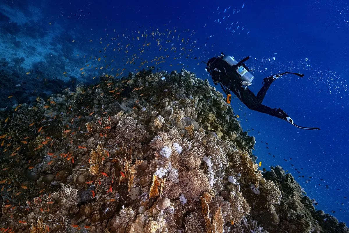 埃及红海浮潜潜水行程包含哪些经典潜点?